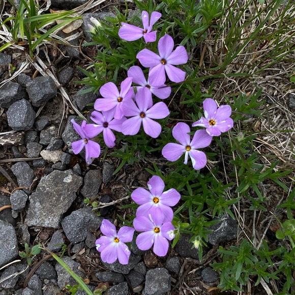 Meet your Posher, Syringa - Picture 1 of 1